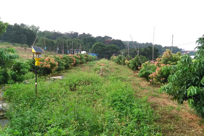 荔枝果園太陽能殺蟲燈如何使用效果好