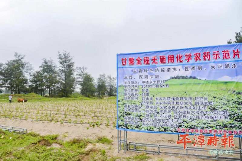 福建平潭甘薯種植示范區