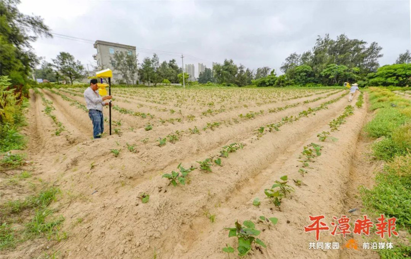 福建平潭農戶安裝太陽能殺蟲燈用于甘薯種植