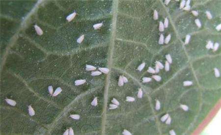 白粉虱成蟲 白粉虱成蟲