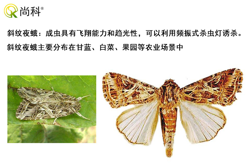 斜紋夜蛾可以用太陽能殺蟲燈誘殺 斜紋夜蛾可以用太陽能殺蟲燈誘殺