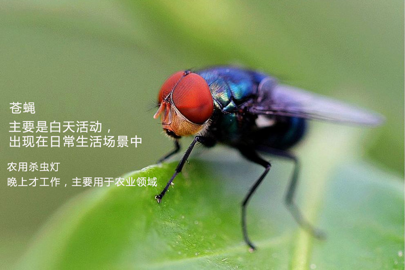 農用殺蟲燈為什么不殺蒼蠅