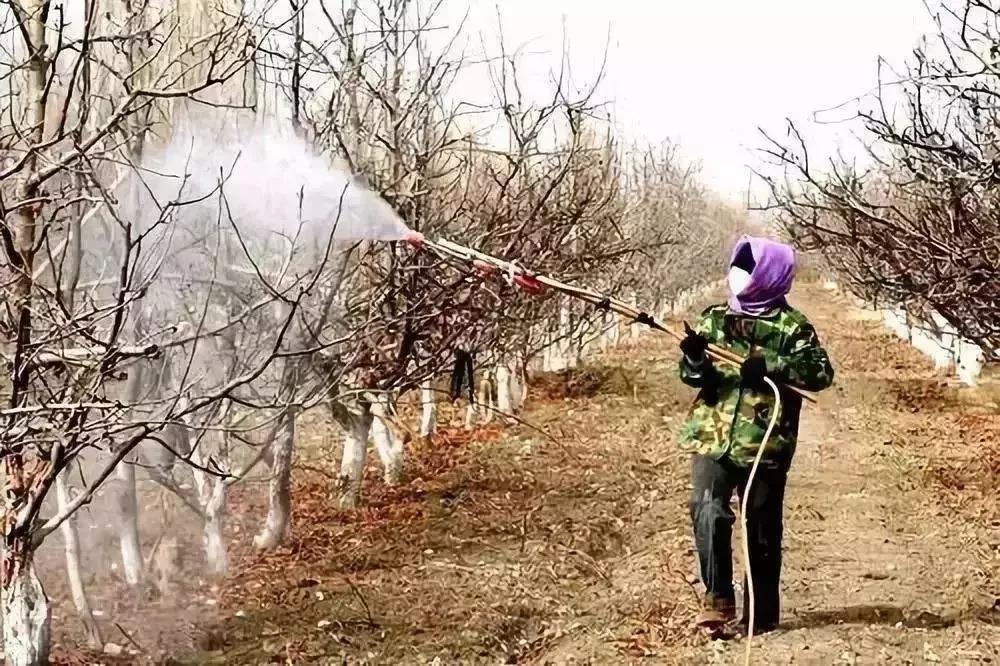 冬天果農給果樹噴藥劑防治害蟲 冬天果農給果樹噴藥劑防治害蟲