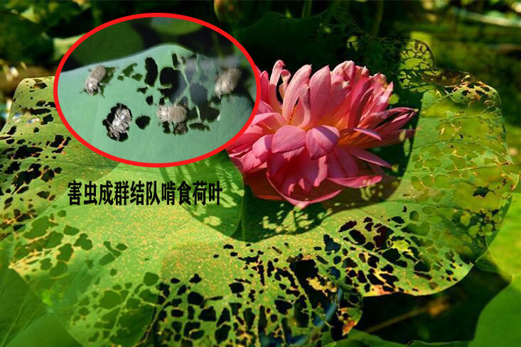 浙江公園荷葉被害蟲成群結(jié)隊(duì)啃食