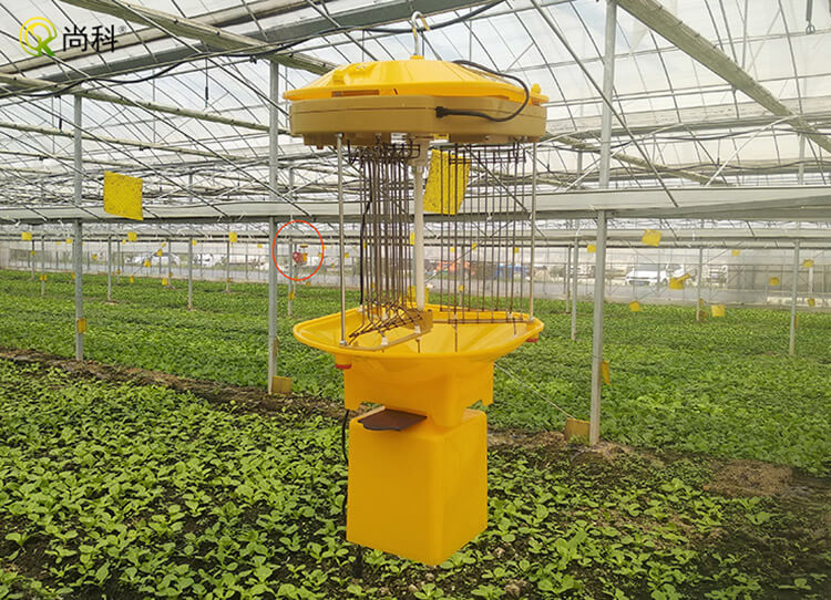 大棚燈可以殺蟲嗎?探討大棚燈防治害蟲的效果