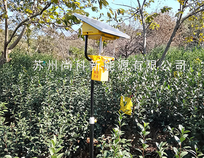 大實蠅可以用殺蟲燈嗎?解決家里大實蠅的有效方法